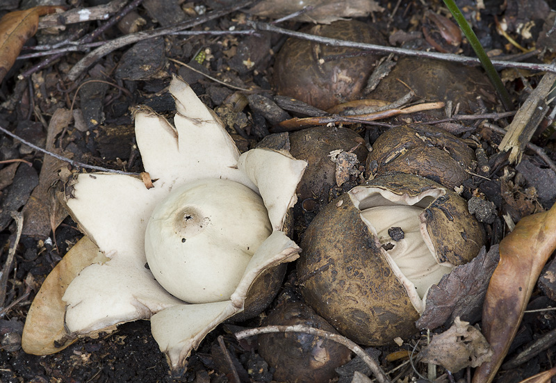 Geastrum triplex